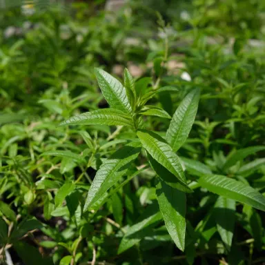 Lemon Verbena