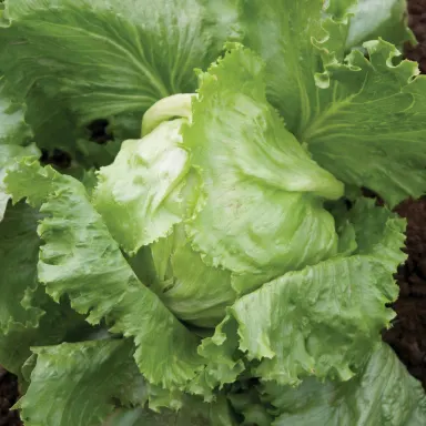 Lettuce, Iceberg