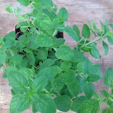 Marjoram- Wild