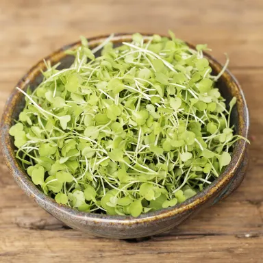 Micro Cilantro