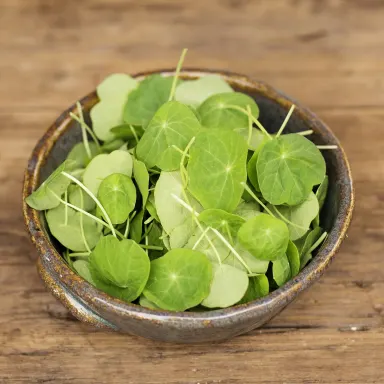 Micro Nasturtium Leaves