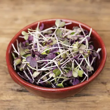 Micro Purple Radish