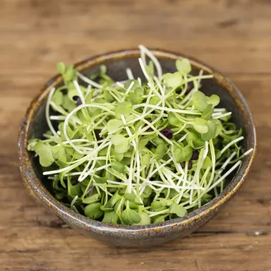 Micro Radish