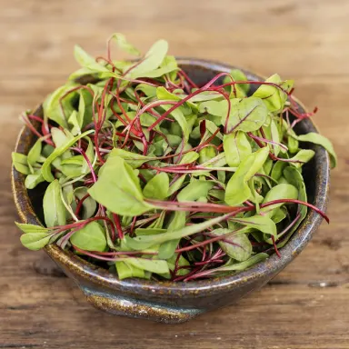 Micro Red Chard
