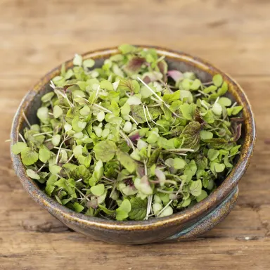 Micro Red Shiso