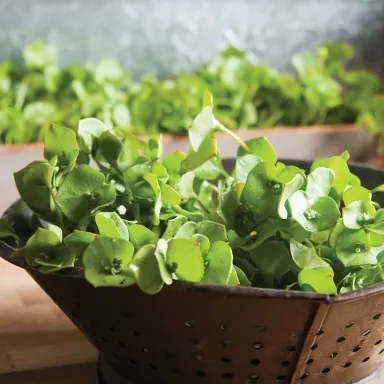 Miner's Lettuce (Claytonia)