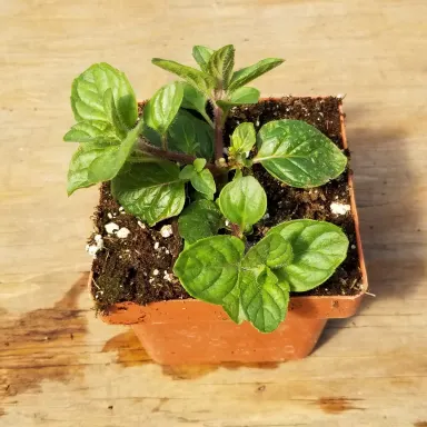 Mint- Berries and Cream