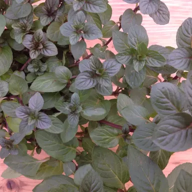 Mint- Chocolate