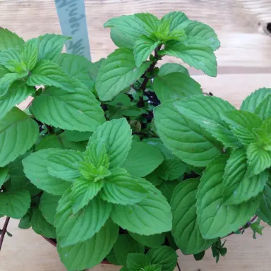 Mint- Ginger