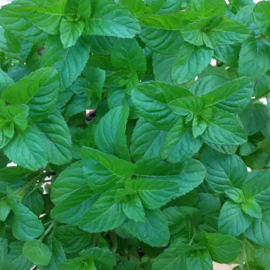 Mint- Orange