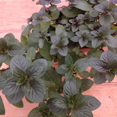 Mint- Peppermint