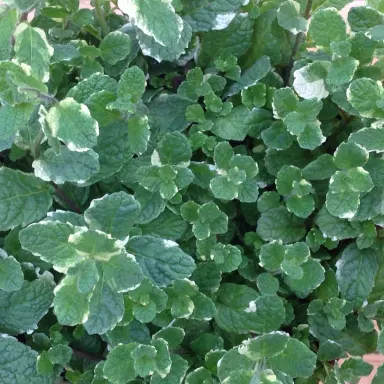 Mint- Pineapple