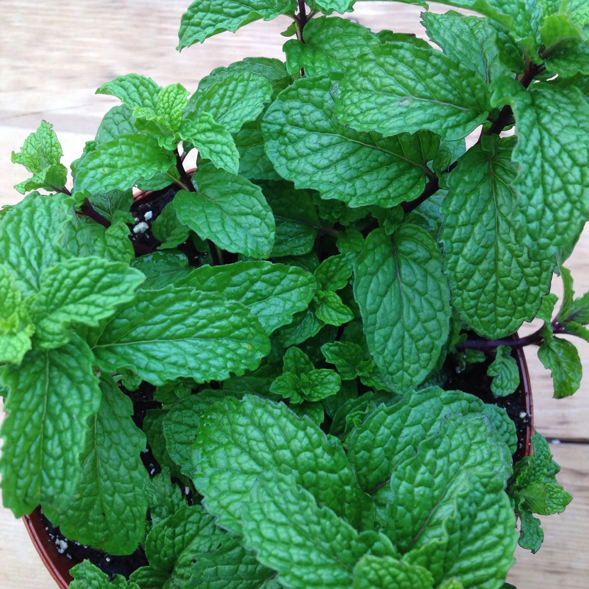 Mint- Spearmint
