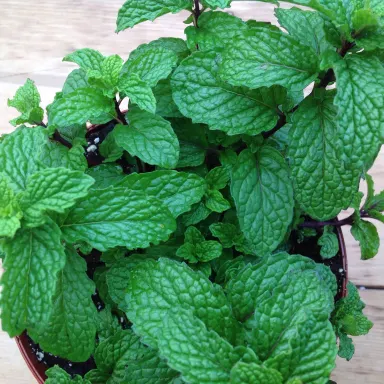 Mint- Spearmint