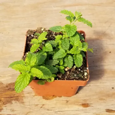 Mint- Strawberry