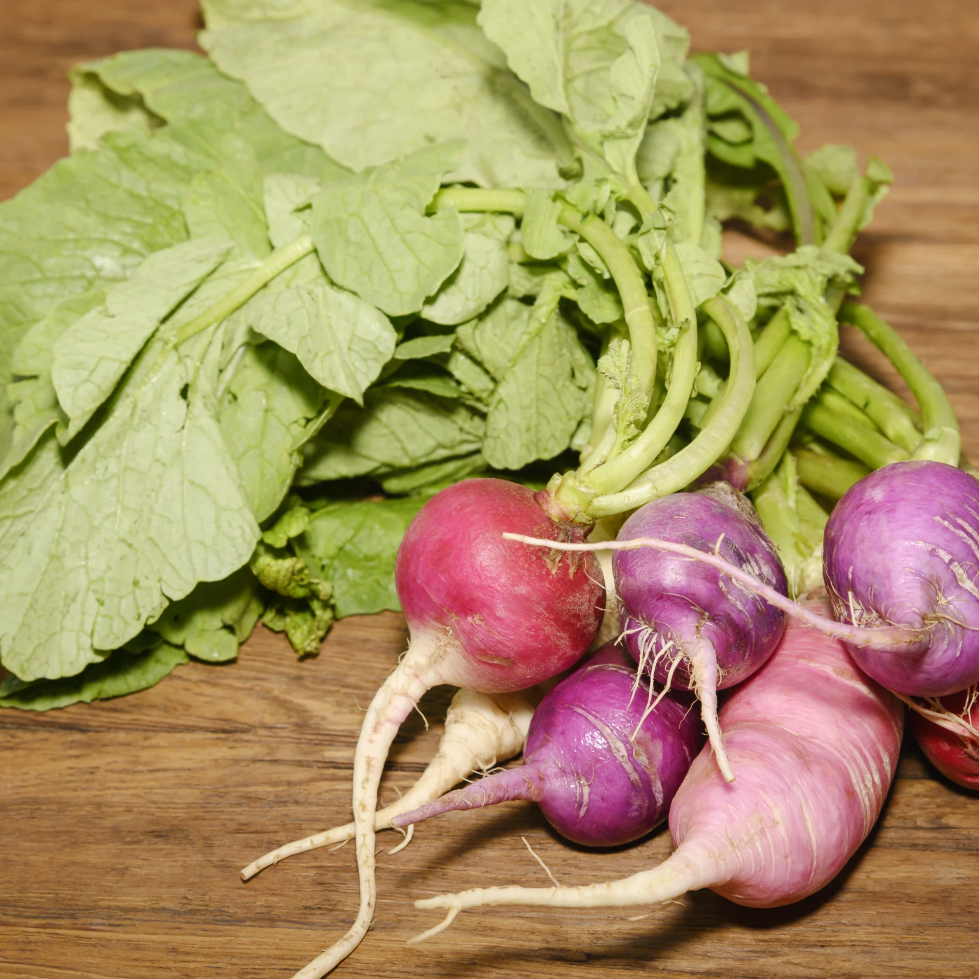 Mixed Spring Radish