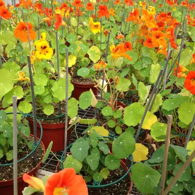 Nasturtiums Mixed Varieties