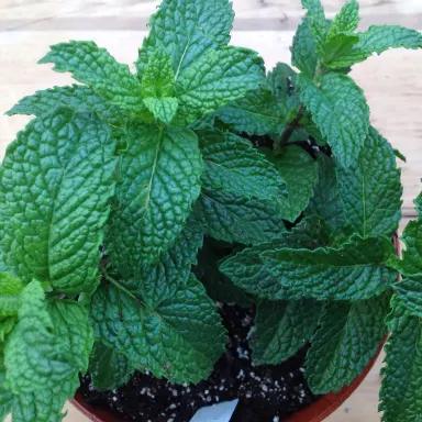 Mint- Mojito