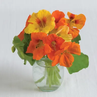 Nasturtium Flower