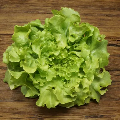 Oak Lef Lettuce, Green