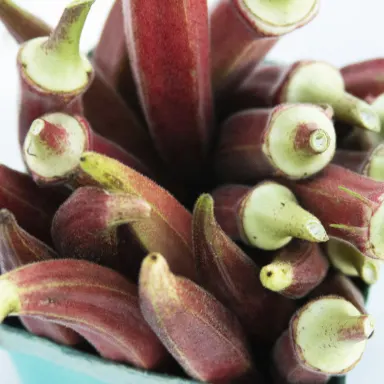 Okra, Red