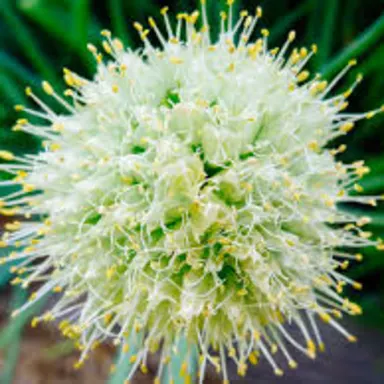 Onion Flower