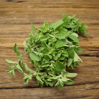 Oregano 
