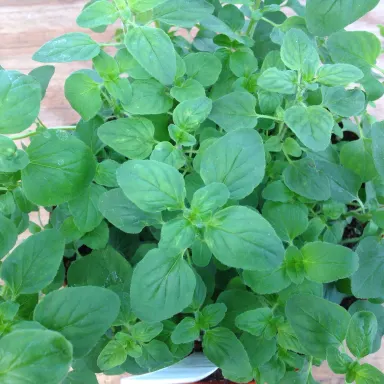 Oregano