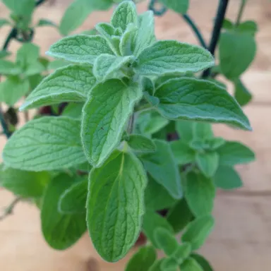 Oregano- Cleopatra