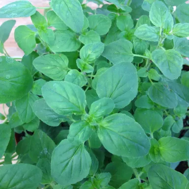 Oregano- Greek