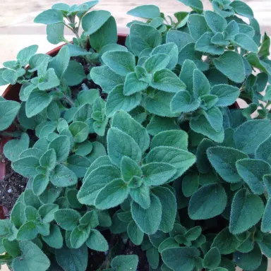 Oregano- Hot & Spicy