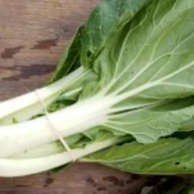 Parsley- Forest Green