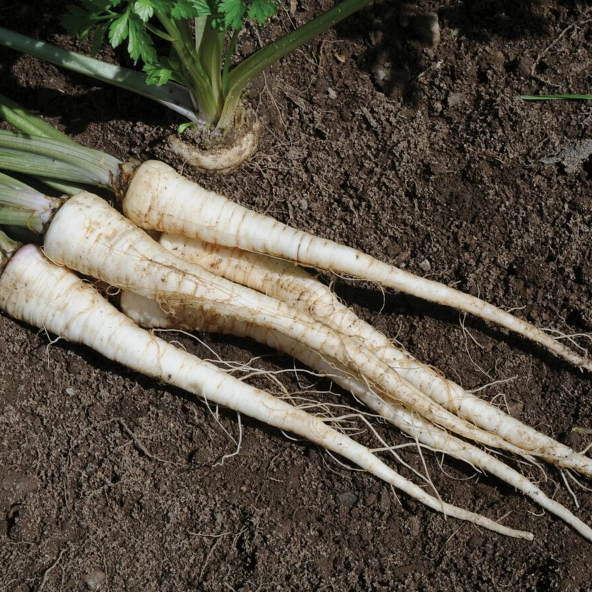 Parsley Root