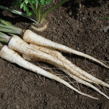 Parsley Root