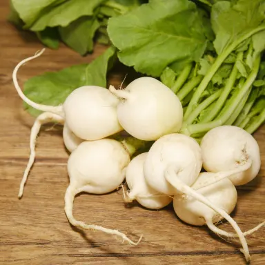 Ping Pong Radish