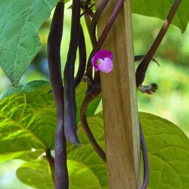 Pole Bean,  Purple
