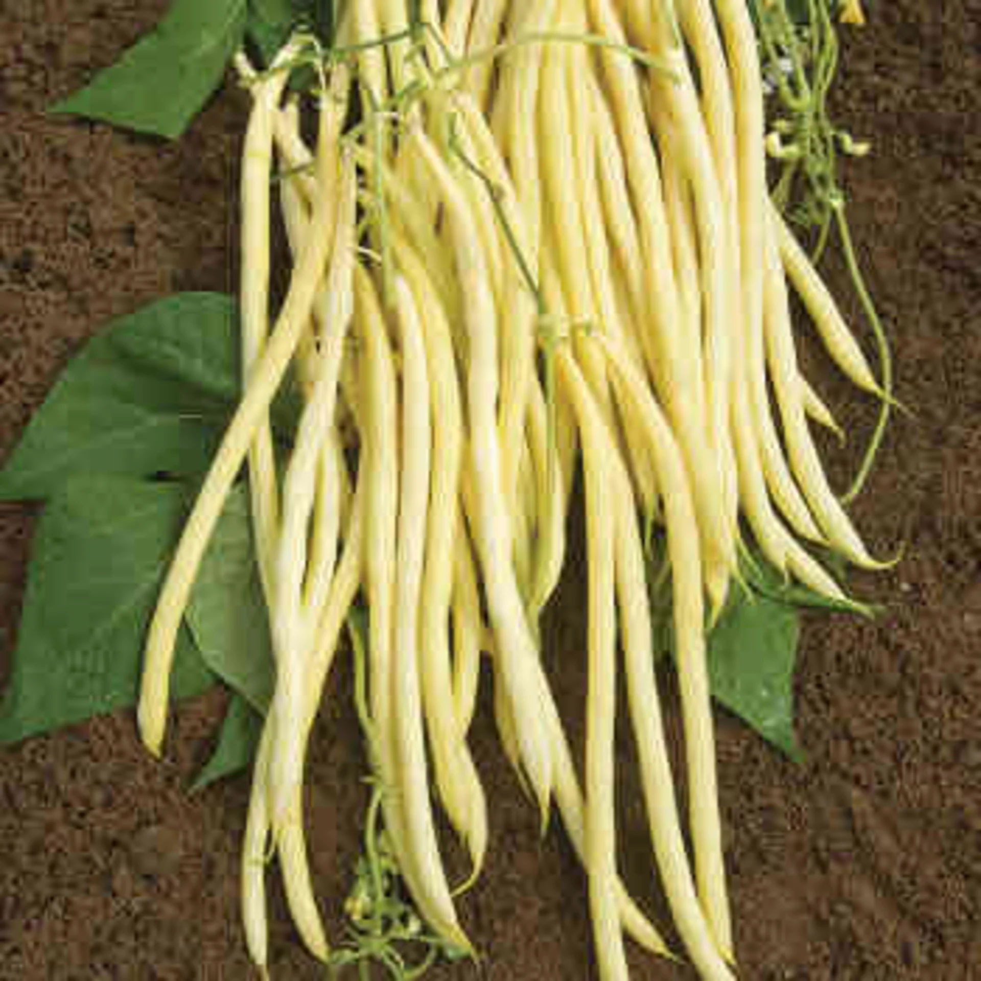 Pole Bean, Yellow