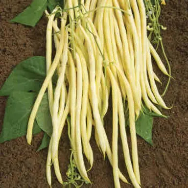 Pole Bean, Yellow