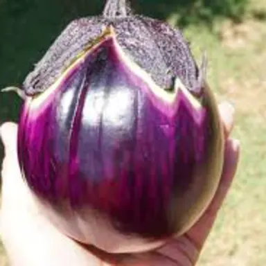 Prosperosa Eggplant