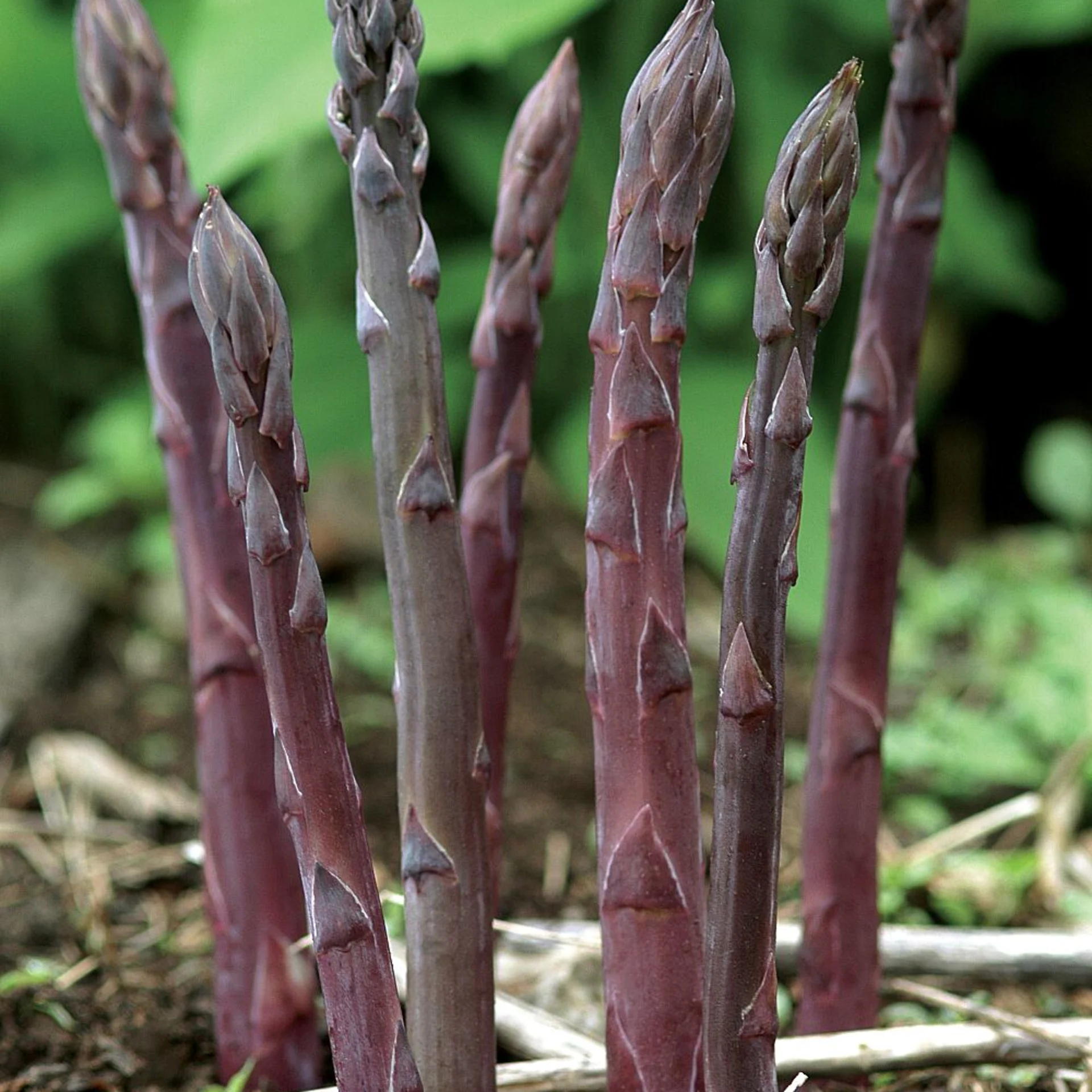 Asparagus, Purple