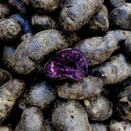 Purple Peruvian