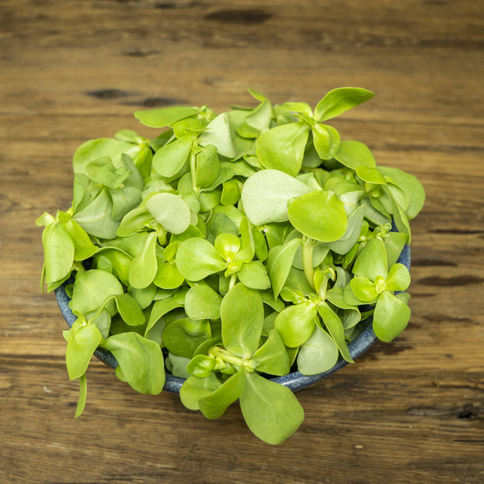 Purslane, Gold