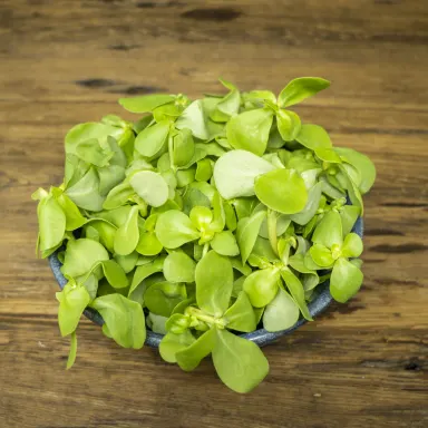 Purslane, Gold