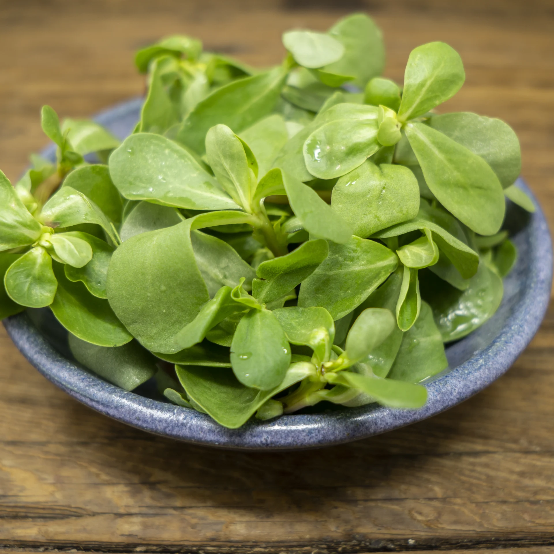 Purslane, Red