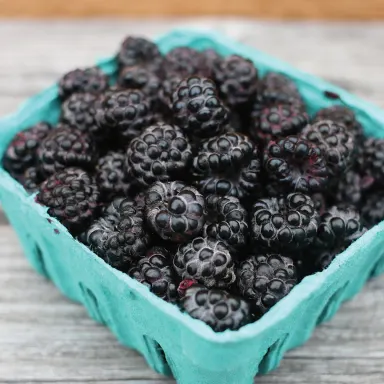 Raspberries, Black