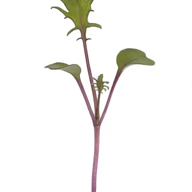 Red Kale Microgreen