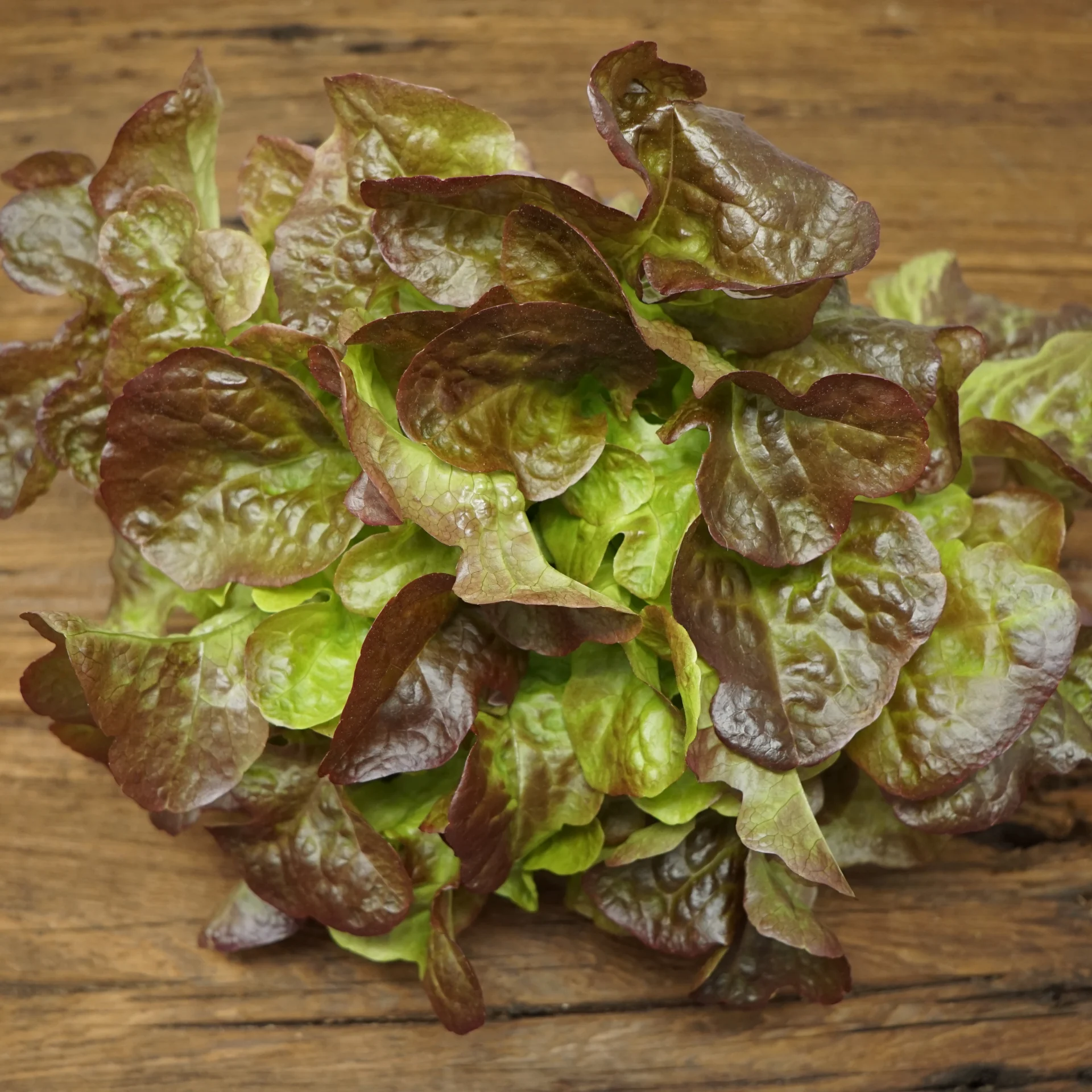 Red Oak Lettuce
