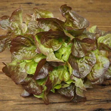 Red Oak Lettuce