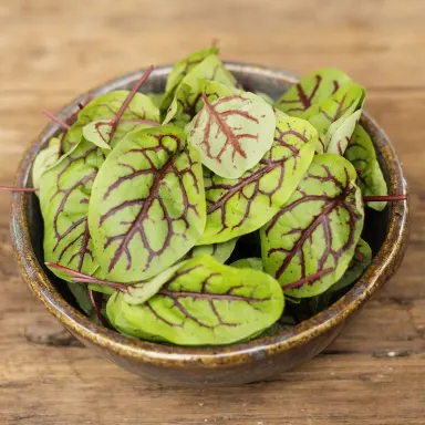 Red Sorrel