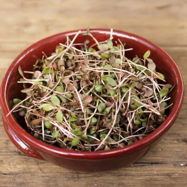 Red Wasabi Microgreens